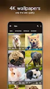 Cute Animal Wallpapers 4K ภาพหน้าจอ 1