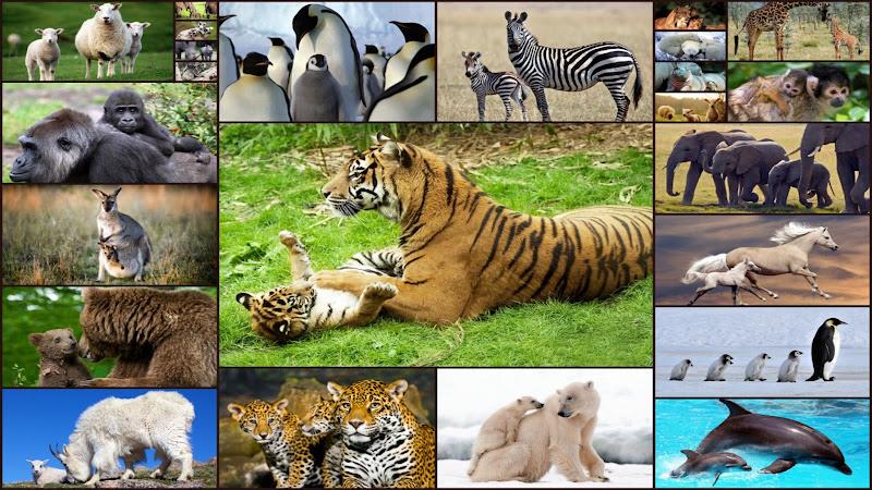 Baby Animal Jigsaw Puzzles Ảnh chụp màn hình 0