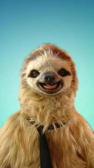 Sloth Wallpapers Скриншот 0