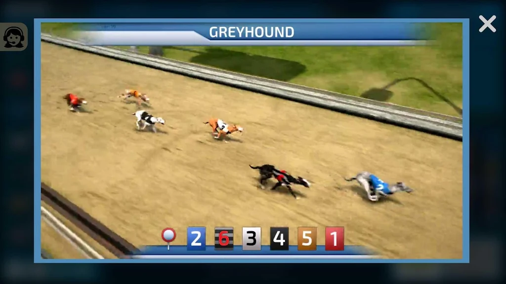 Dogs3D Races Betting Capture d'écran 1