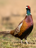 Pheasant sounds 스크린샷 0