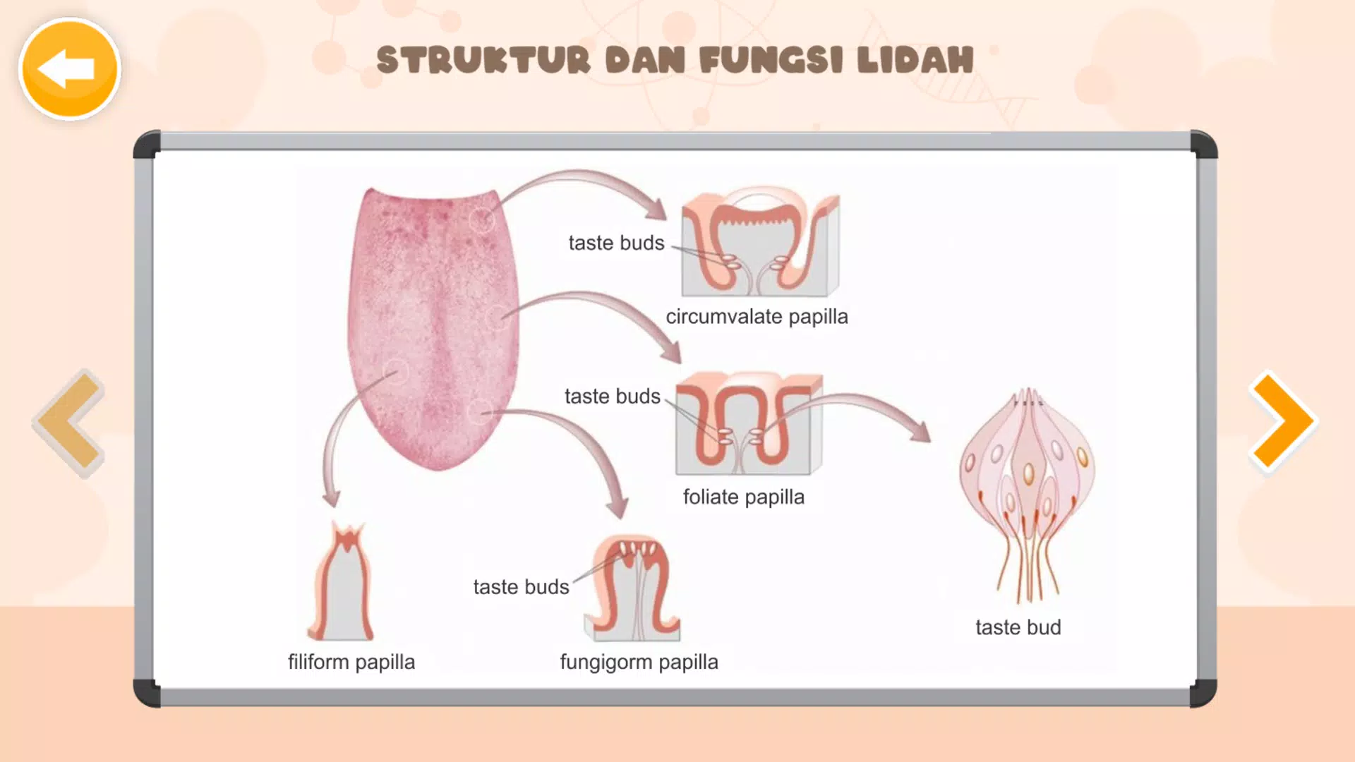 Sistem Indra Manusia Zrzut ekranu 3