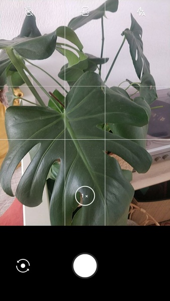 LeafSnap Plant Identification應用截圖第0張