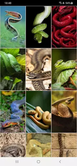 Snake Wallpapers应用截图第1张