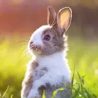 The Rabbit