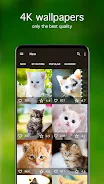 Kitten Wallpapers 4K ภาพหน้าจอ 1